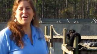 Why Chimp Haven Staff Members Care About Chimpanzees