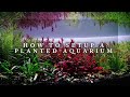 How To Setup a BEAUTIFUL Planted Aquarium