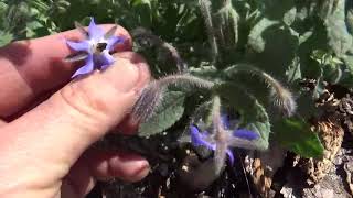 All About Borage Borago Officinalis - Starflower - Beebush - Beebread - Bugloss - Medicinal Edible