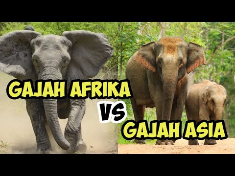 Video: Bolehkah gajah afrika dan asia mengawan?