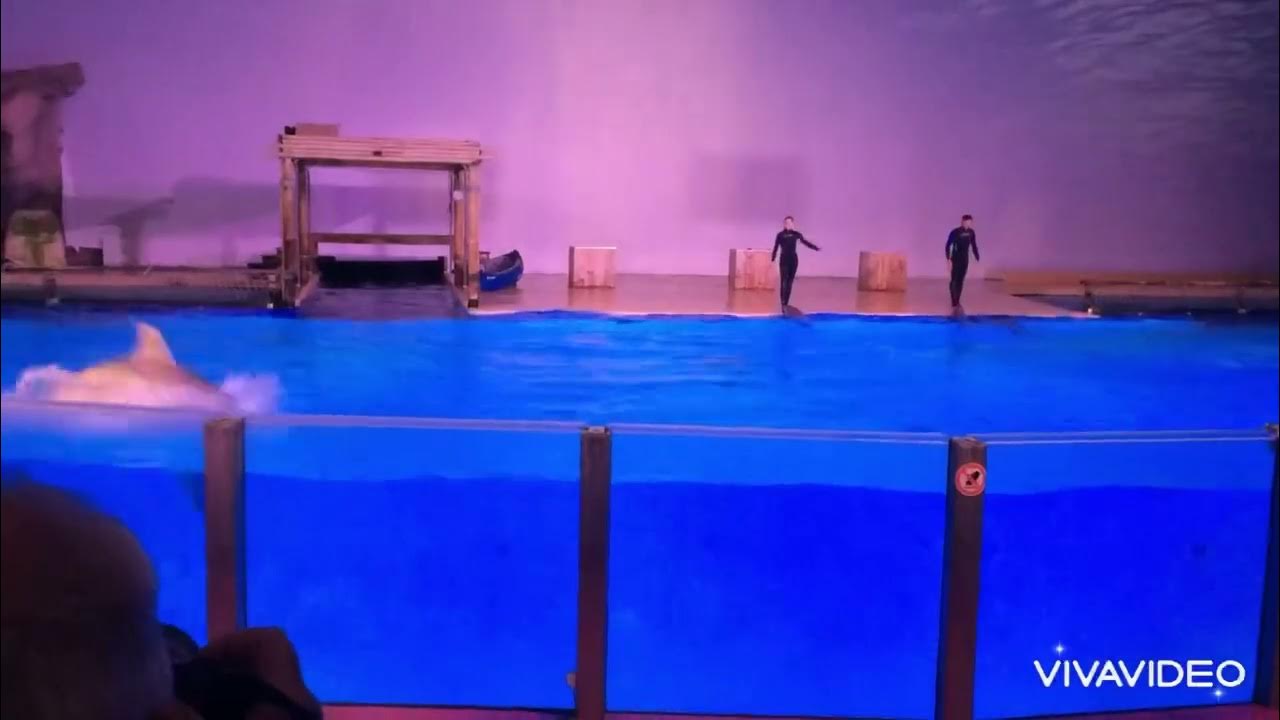 Boudewijn Seapark - Dolfijnen show عرض الدلافين - YouTube