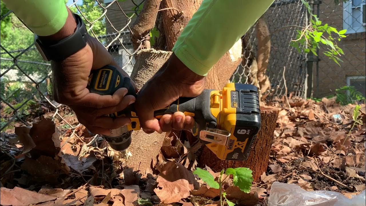Drilling Holes In Stumps For Stump Killer Solution YouTube