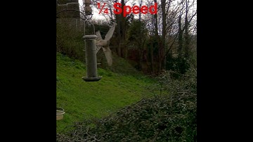 Sparrowhawk dives in the bush