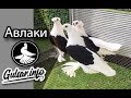 ДВУХЧУБЫЕ  АВЛАКИ  / PIGEONS / TAUBE #Gulsarinfo