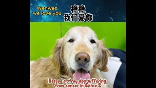 🐶🐶Too touching to go ~rescue a stray dog suffering from cancer in China 2❤️😢 by Qiu Share - cute & funny animals 1,651 views 11 months ago 2 minutes, 37 seconds