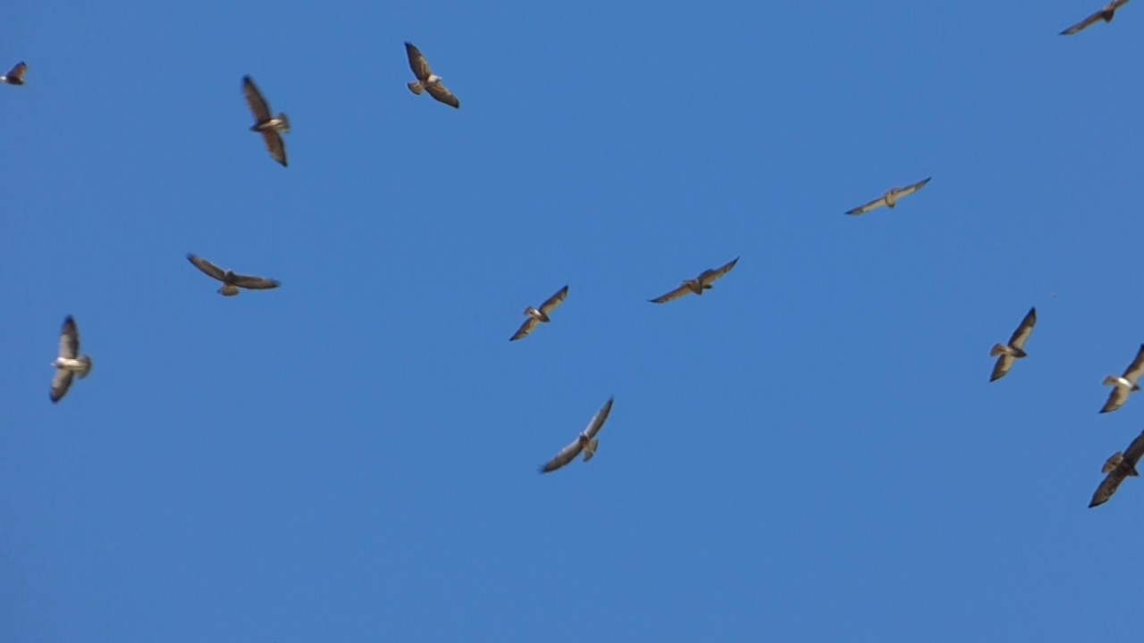 March 26, 2017Swainson's Hawks Kettling in Borrego Springs YouTube