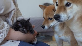 I was moved to tears when I saw the Shiba Inu clinging to the kitten even when it was scared.