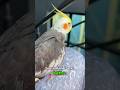 Tuba turned EXTRA fluffy after bath time ☀️🐦💛 #cockatiel #bonding#viral #shorts