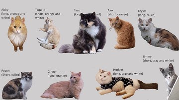 Phylogenetic Trees - A Collaboration with my Cats