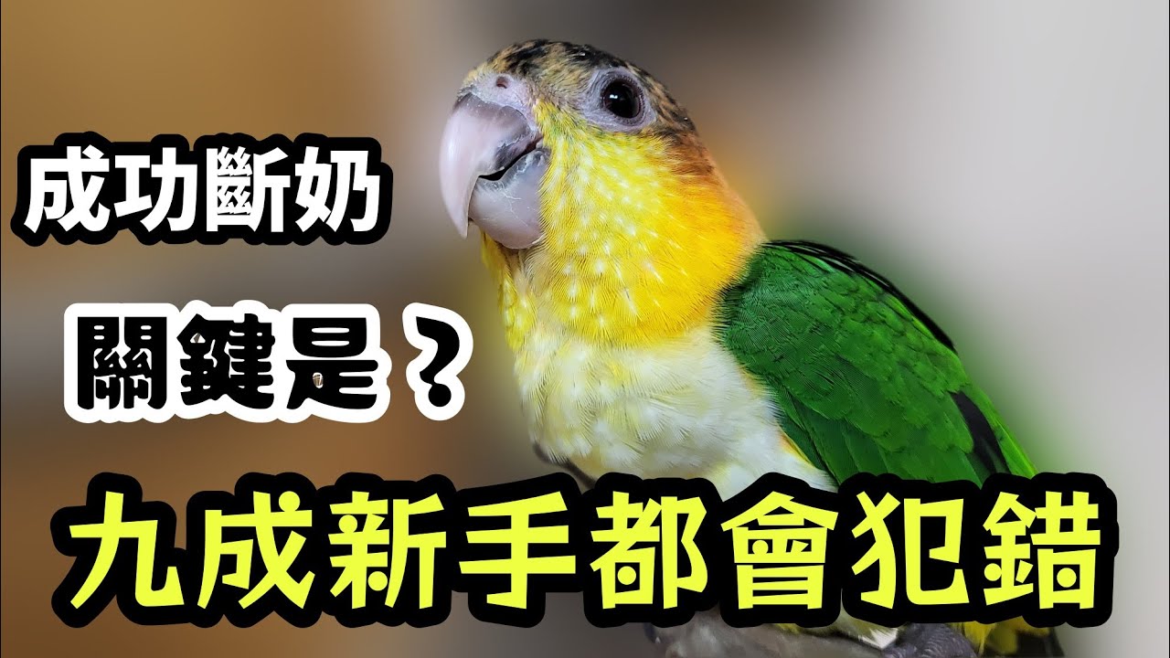 金凱胖虎成功斷奶!關鍵是?九成新手會觸犯的禁忌!想顧好鸚鵡幼鳥就靠這觀念 | 精鵡瘋雲