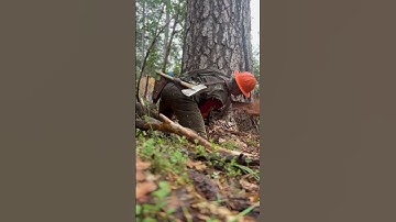 Snags at a mine. #chainsaw #treework #california #chainsawstihl #timber #logging #homeimprovement