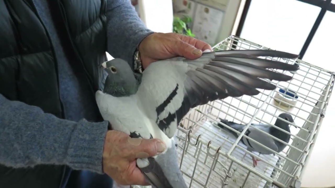 エスポワールロフト　新春特別企画！！キッテル、ホフケンス、グロンドラース・・・超スピードバード血統！！！１、０９０－３１４５－６１１２へ！！