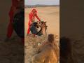 مر ت المرأة بالماء والقماش قرب الجمل فحاول التقاط ه بفم ه 