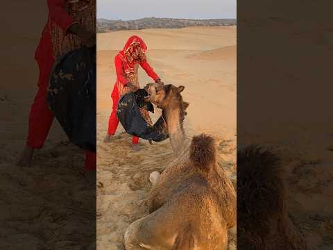 مر ت المرأة بالماء والقماش قرب الجمل فحاول التقاط ه بفم ه