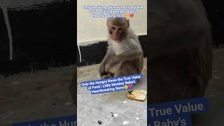 Only the Hungry Know the True Value of Food 🥺💔Monkey Baby's Heartbreaking Story#monkey #shortsfeed