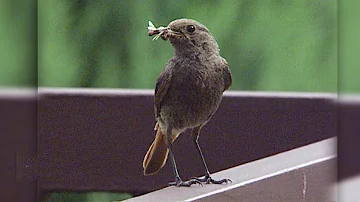 Wie lockt man Vögel im Winter an?