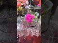 شوف الزهور بقى وتعلم