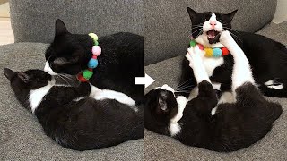 意地でも子猫を舐めたい成猫