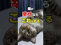 絶対に見逃せない!猫の幸せサイン8つ #猫 #猫雑学 #ねこたんの解説