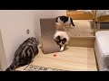 Three lovely cats playing with a bottle cap together  cute cats  funny cats