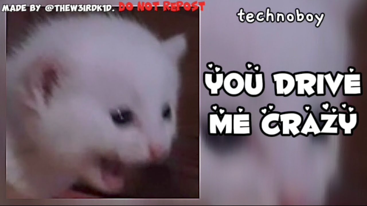 | 🎈 Audios that give my cats an energy boost to chase the kids that escaped from my basement 🎈 |