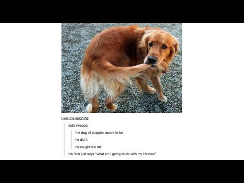 animal-posts-on-tumblr