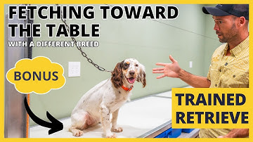 Formal Retrieving Work - Trained Retrieve - BONUS - Different Breed