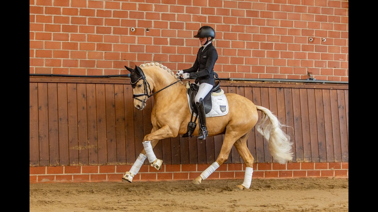 Dallas County - Show étalons - Février 2026