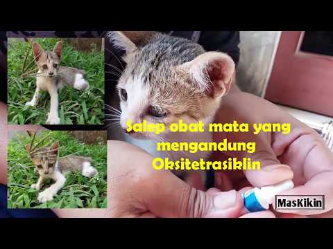 Cara pemberian salep mata pada kucing