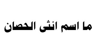 ما اسم انثى الحصان