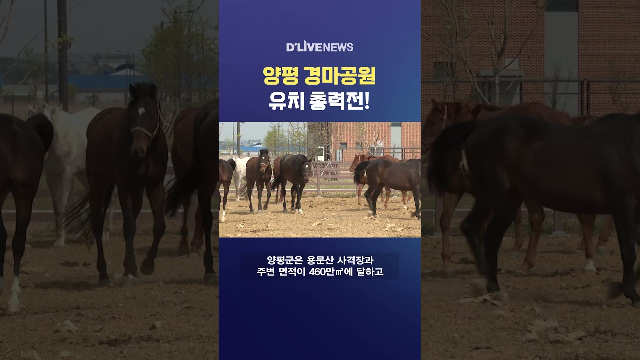 양평 경마공원 유치 총력전! #딜라이브뉴스 #shorts