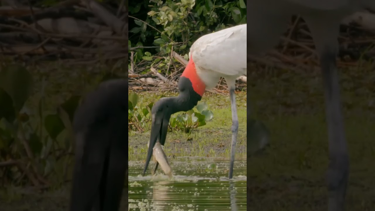 The jabiru is an opportunistic feeder that will hold its bill at a 45° angle to the water until prey