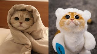 Baby Cats  Cute Cats Video Compilation