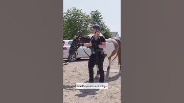 How to help your horse trailer loading