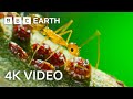 Yellow crazy ants kill red crab  4k u planet earth ii  bbc earth