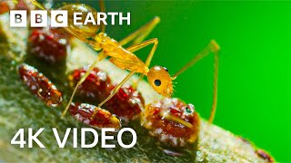 Yellow Crazy Ants Kill Red Crab | 4K Uhd | Planet Earth Ii | Bbc Earth