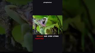 The Praying Mantis | 🦗 Natures Warrior Insect #shorts #animals #viral
