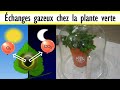 Changes gazeux chez la plante verte changes gazeux photosynthtiques et respiratoires