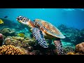 Шум моря 🐢 музыка, расслабляющая водных животных🐋 музыка  лечащая нервы и помогающая заснуть