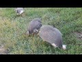 Cockatoo Creations Presents:  Feeding Guinea Fowl