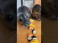 SEAL vs NUTRIA — The race nobody expected 😂🦭🐀