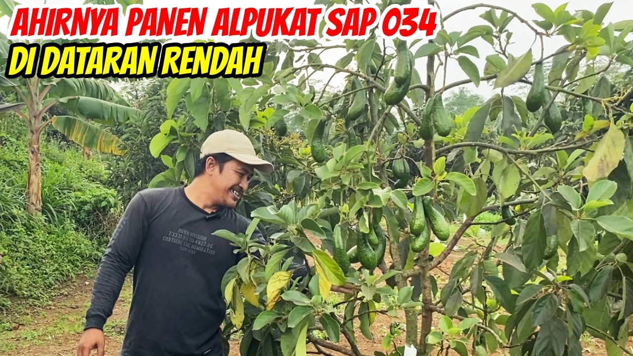 Mulai Panen Alpukat SAP 034, Gimana Penjualan Buahnya?