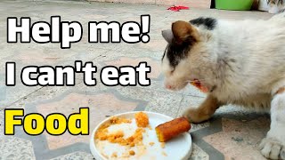 Why can't he eat? Please tell me | feeding cats by My street cats 53 views 1 year ago 2 minutes, 9 seconds