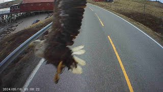 поймал орла на лобовое ! caught an eagle with my track !