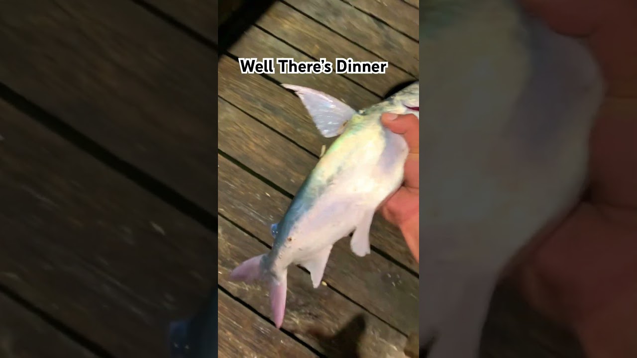 Has anyones tasted Salt water CatFish!! 