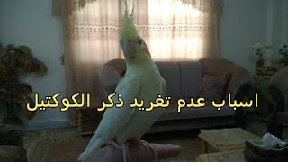 لماذا لايغرد ذكر الكوكتيل(عدم تغريد الكروان)