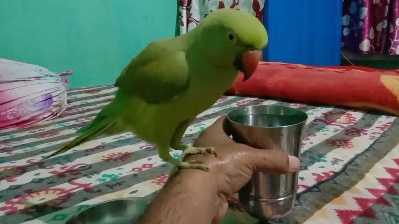 Amazing Parrot Bathing In Glass🤣 