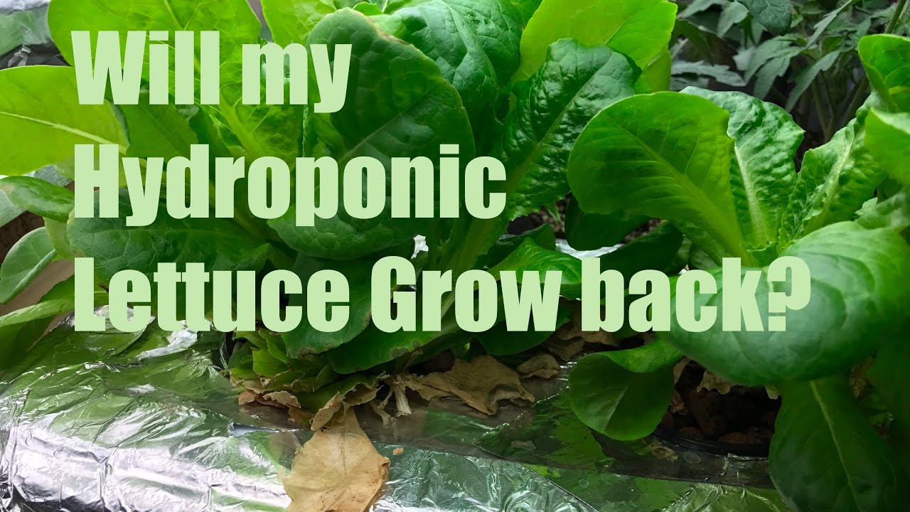 Will my Kratky Lettuce Grow Back? - YouTube