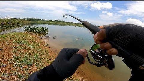 Câu cá lóc tự nhiên ở đập Bàu cạn trong thời tiết🥰đụng hàng