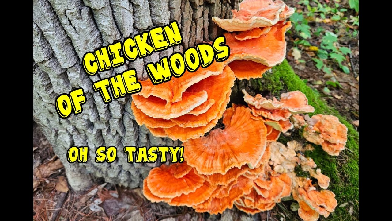 Chicken of the Woods are Nutrient-Dense: With Recipe Ideas!